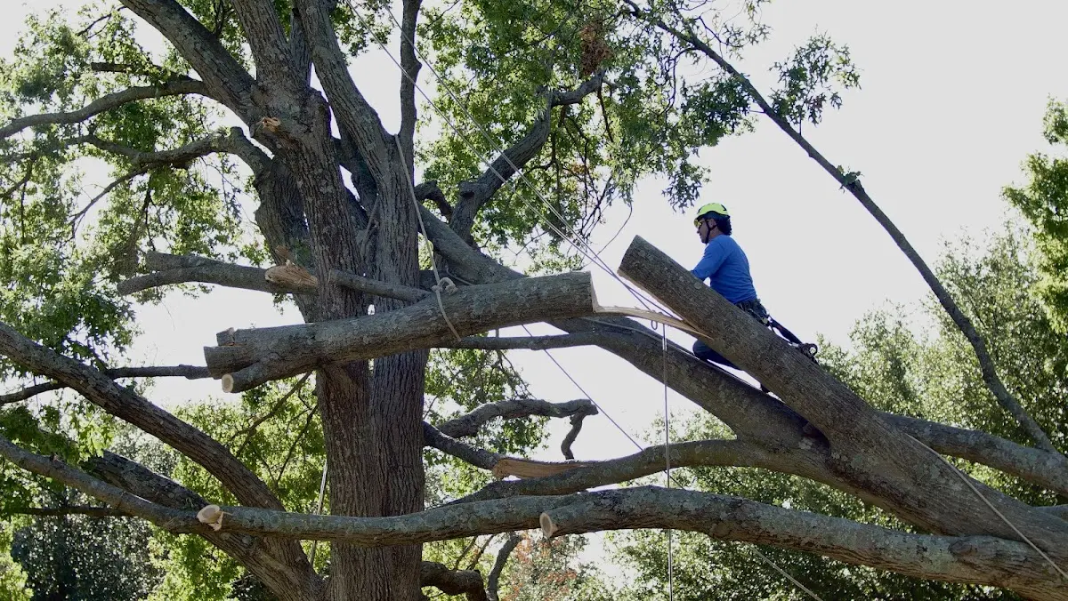 Professional Crown Thinning performed by certified arborists in Westerlo