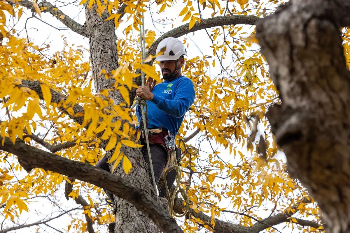 Skilled Tree Planing crew working in Westerlo